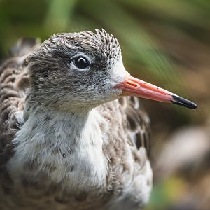 Ruff (Calidris pugnax)