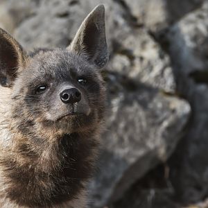 Striped hyena (Hyaena hyaena)