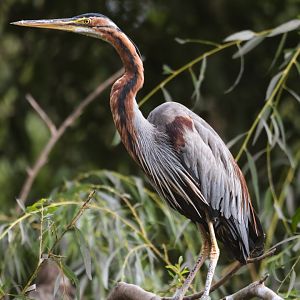 Eastern purple heron (Ardea purpurea manilensis)
