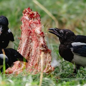Eurasian magpie (Pica pica)
