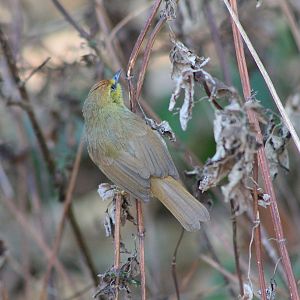 Pin-striped Tit-Babbler (Mixornis gularis)