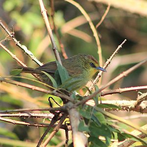 Pin-striped Tit-Babbler (Mixornis gularis)