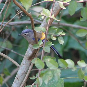 Blue-winged Minla (Actinodura cyanouroptera)