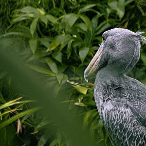 Shoebill (Balaeniceps rex)
