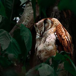 Oriental bay owl (Phodilus badius)