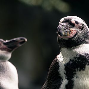 Humboldt penguin (Spheniscus humboldti)