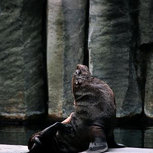 Brown fur seal (Arctocephalus pusillus)