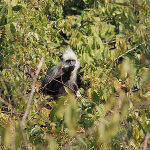 White-headed Langur (Trachypithecus leucocephalus)