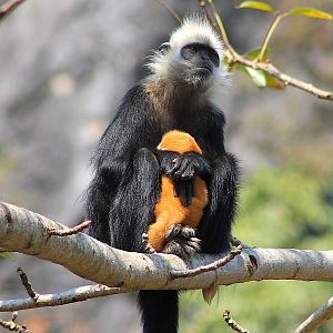 White-headed Langur (Trachypithecus leucocephalus)