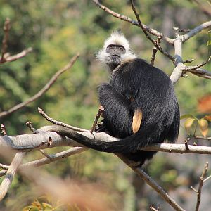 White-headed Langur (Trachypithecus leucocephalus)