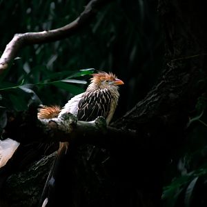 Guira cuckoo (Guira guira)