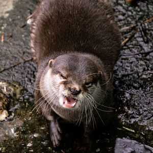 Asian small-clawed otter (Aonyx cinereus)