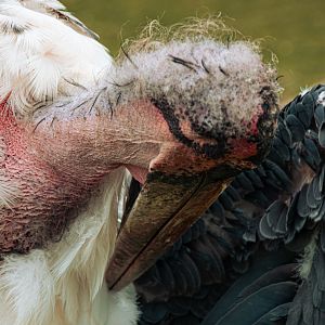 Marabou stork (Leptoptilos crumenifer)