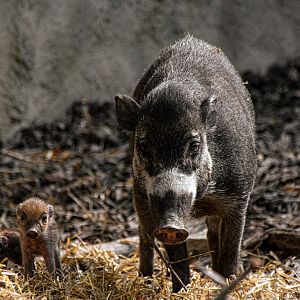 Visayan varty pig (Sus cebifrons)