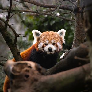 Red panda (Ailurus fulgens)