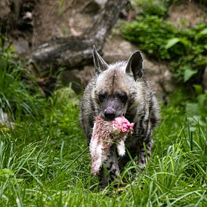 Striped hyena (Hyaena hyaena)