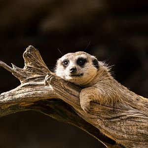 Meerkat (Suricata suricatta)