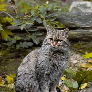 European wildcat (Felis silvestris)
