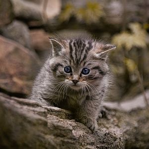 European wildcat (Felis silvestris)