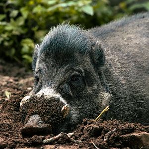 Visayan warty pig (Sus cebifrons)