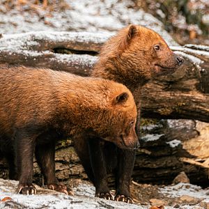 Bush dog (Speothos venaticus)