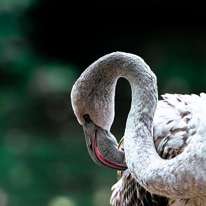 Greater flamingo (Phoenicopterus roseus)