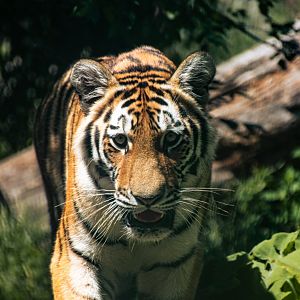 Siberian tiger (Panthera tigris)