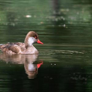 Red-crested pochard (Netta rufina)