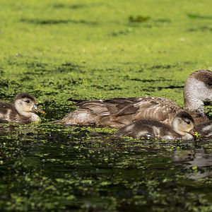 Red-crested pochard (Netta rufina)