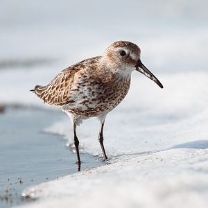 Dunlin (Calidris alpina)
