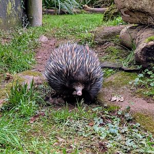 Bruce the Short-Beaked Echidna, Paignton Zoo