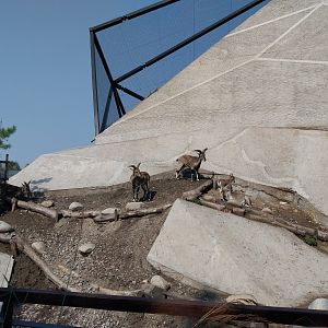 Zamocs Zoo - Bharal (Pseudois nayaur)