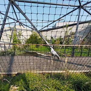 Zamocs Zoo - Blue Crane (Grus paradisea) and Abdim's Stork (Ciconia abdimii) aviary