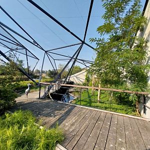 Zamocs Zoo - Blue Crane (Grus paradisea) and Abdim's Stork (Ciconia abdimii) aviary