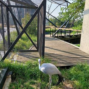 Zamocs Zoo - Blue Crane (Grus paradisea) and Abdim's Stork (Ciconia abdimii) aviary