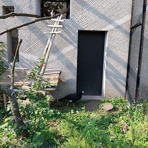 Zamocs Zoo - Birdhouse - Aviary 2 - Helmeted Curassow (Pauxi pauxi)