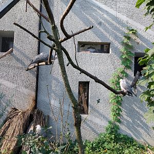 Zamocs Zoo - Birdhouse - Aviary 4 - Pink-headed Imperial Pigeon (Ducula rosacea)