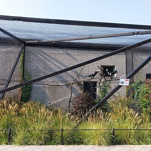 Zamocs Zoo - Birdhouse - Aviary 6 - Silvery-cheeked Hornbill (Bycanistes brevis)