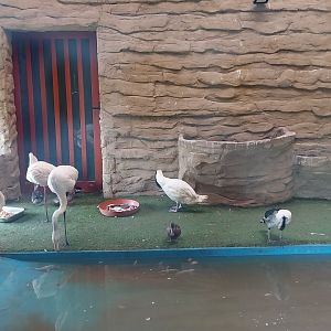 Zamocs Zoo - Birdhouse - Flamingo aviary - Greater Flamingo