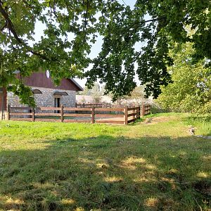 Zamocs Zoo - Saharan Dorcas Gazelle enclosure