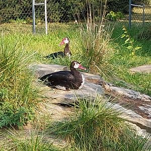 Zamocs Zoo - Gambian Spur-winged Goose (Plectropterus gambensis gambensis)