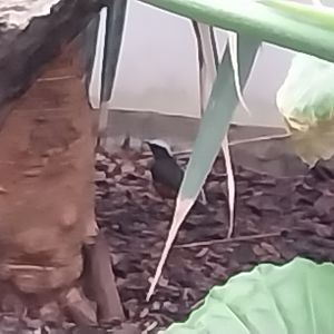 Zamocs Zoo - Birdhouse - Tropical Rainforest - White-crowned Robin-chat (Cossypha albicalpillus)