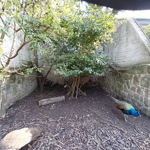 Zamocs Zoo - Pheasantry - Common Peafowl (Pavo cristatus)