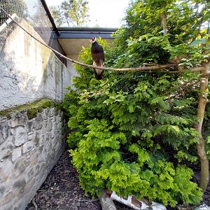 Zamocs Zoo - Pheasantry - Brown Ear-Pheasant (Crossoptilon mantchchuricum)