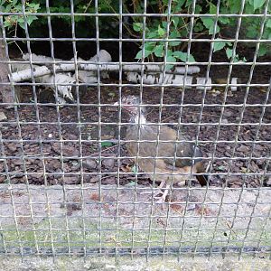 Zamocs Zoo - Pheasantry - Chaco Chacalaca (Ortalis canicollis)