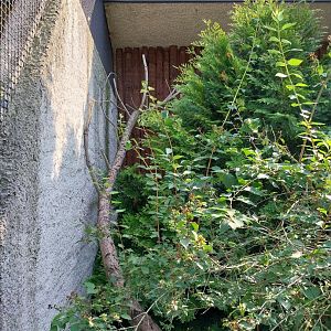 Zamocs Zoo - Pheasantry - Chaco Chacalaca aviary