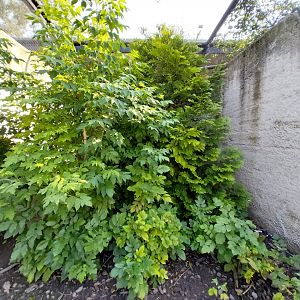 Zamocs Zoo - Pheasantry - Red-billed Blue Magpie and Himalayan Monal aviary