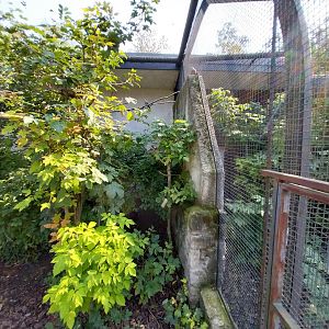 Zamocs Zoo - Pheasantry - Eastern Spotted Dove and Great Argus aviary