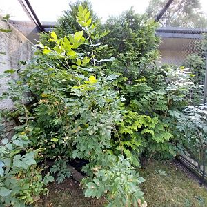 Zamocs Zoo - Pheasantry - Edwards Pheasant aviary