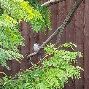 Zamocs Zoo - Pheasantry - Azure-winged Magpie (Cyanopica cyanus)